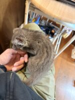 ジャコウネコ パームシベット(CBベビー)の画像3