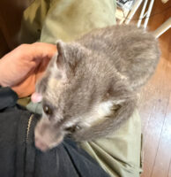 ジャコウネコ パームシベット(CBベビー)の画像5