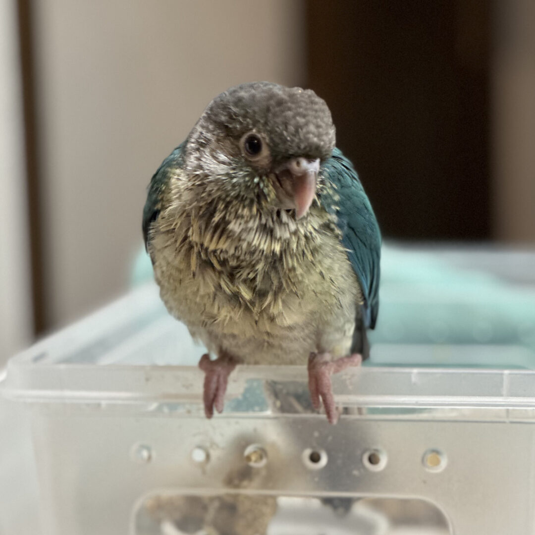 ウロコインコ とっても懐っこいです❤【ホオミドリアカオウロコ