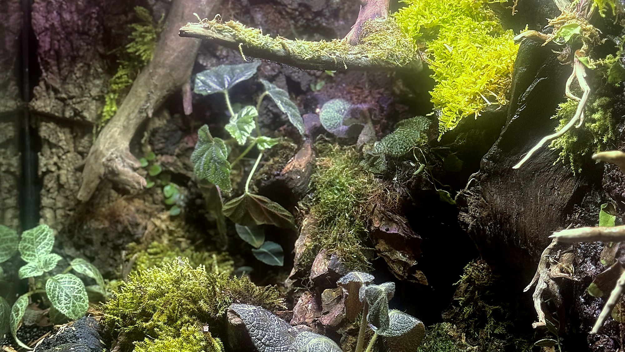 完成イメージ:水辺のある自然レイアウトテラリウム