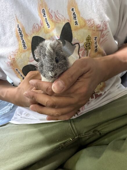 テディモルモットのメイン画像