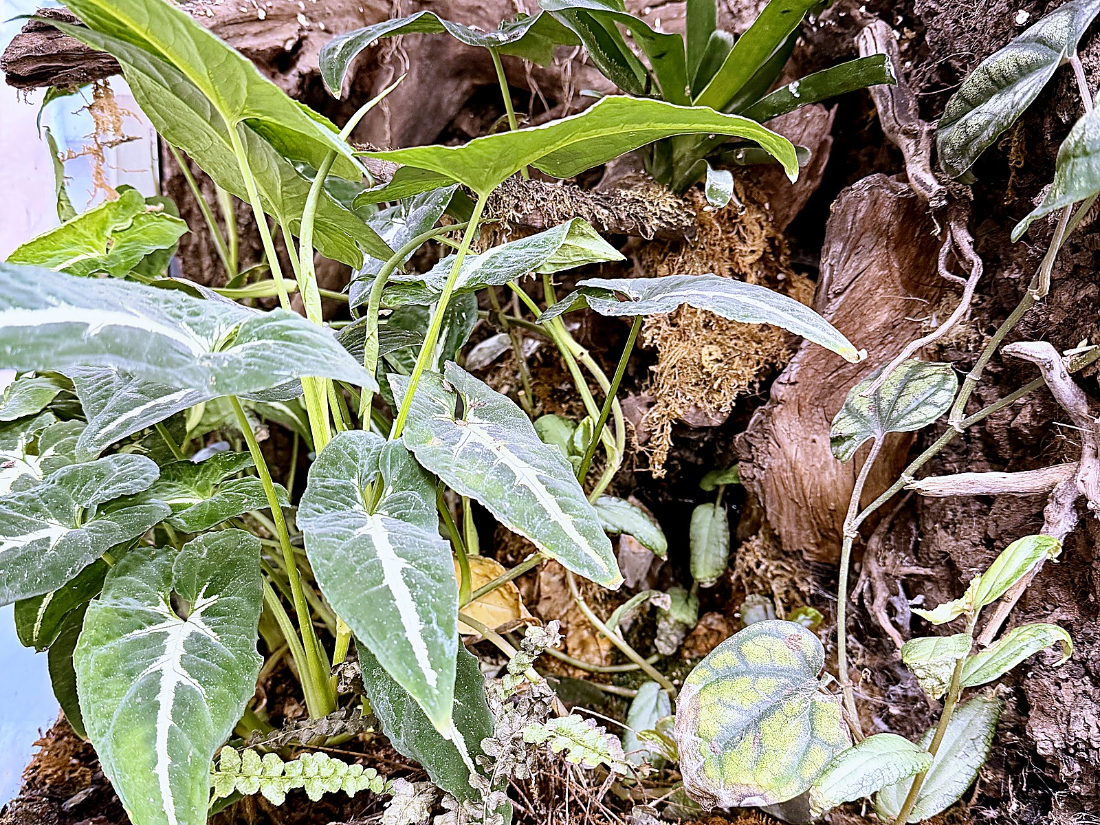 地形と植栽のイメージ(手前低め・奥高め)