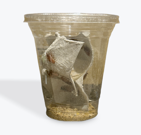邑楽ファーム レッドローチ（Mサイズ/約25匹）生餌のメイン画像