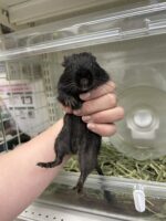 ブラックデグー,デグーの画像1
