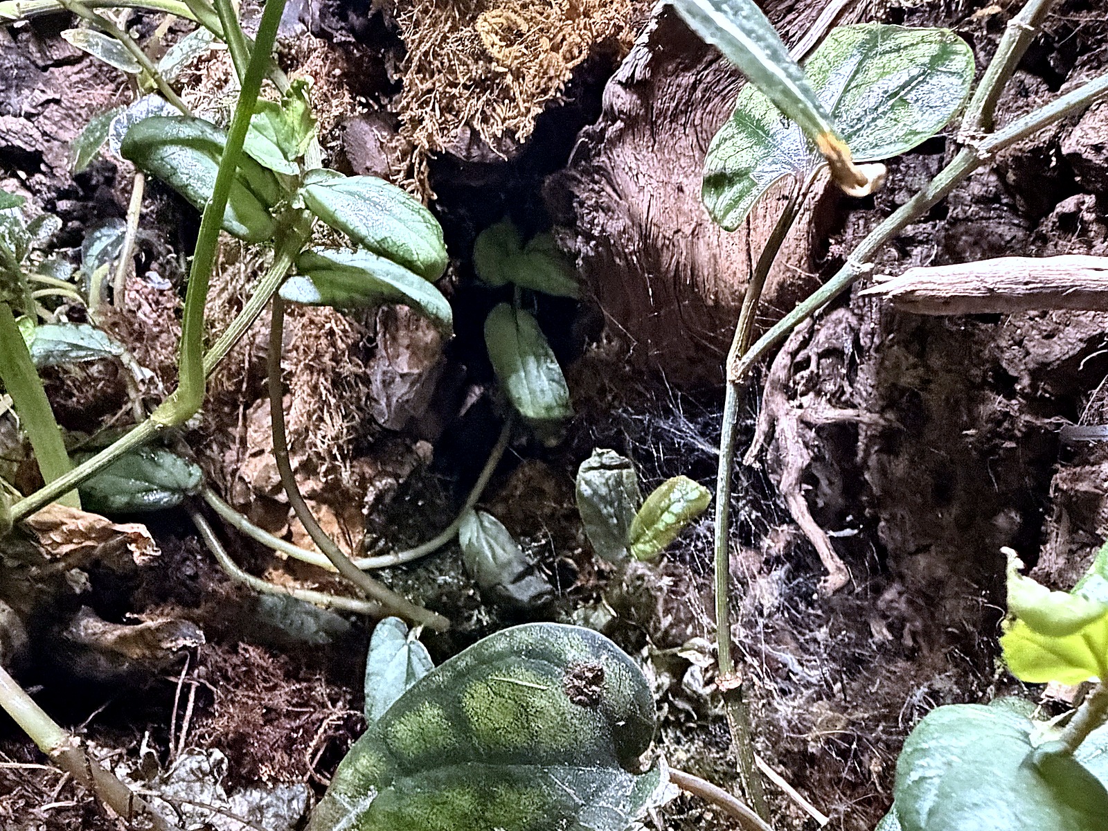 植栽ディテール(苔・小型植物の質感)