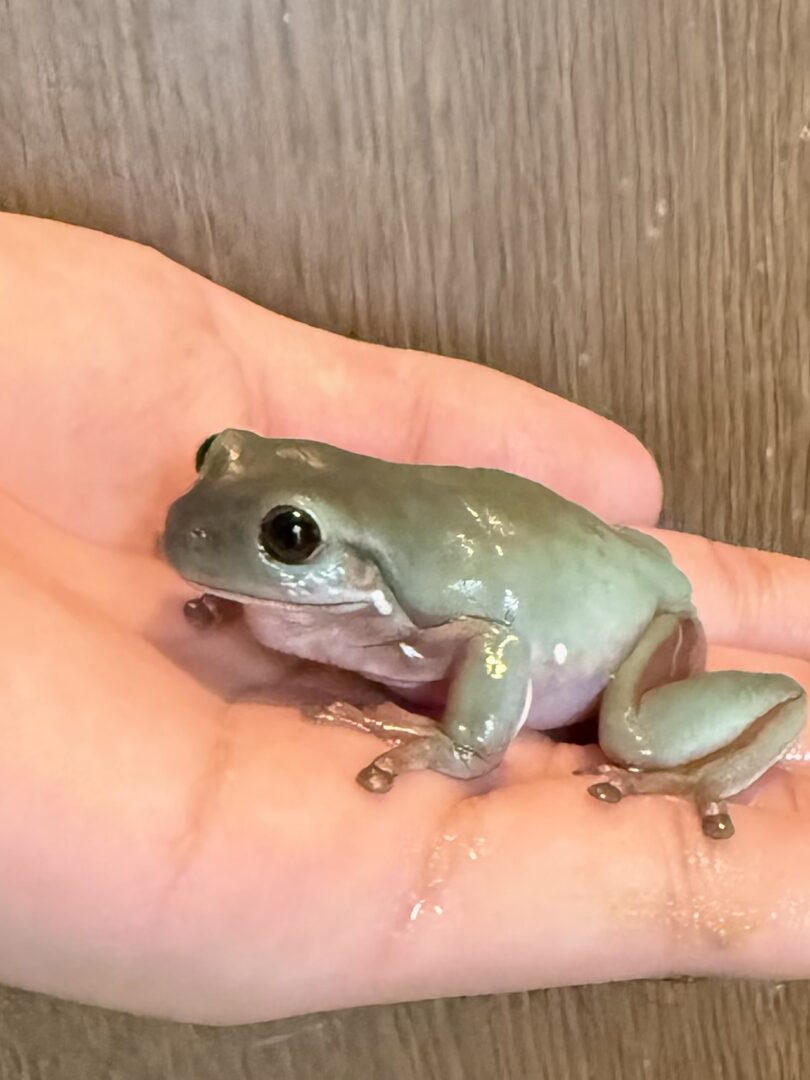 イエアメガエル のメイン画像