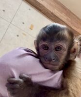 【予約受付中】フサオマキザル 新生児｜国内CB・人工哺育対応｜霊長類専門店 ピュア☆アニマルの画像2