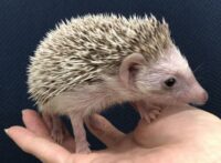 ハリネズミ(国産ベビー:ソルト&ペッパー♀)ハリネズミ(国産ベビー:ソルト&ペッパー♂)超懐っこいです♪の画像1