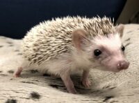 ハリネズミ(国産ベビー:ソルト&ペッパー♀)ハリネズミ(国産ベビー:ソルト&ペッパー♂)超懐っこいです♪の画像2