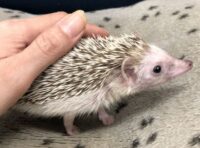 ハリネズミ(国産ベビー:ソルト&ペッパー♀)超懐っこいです♪の画像2