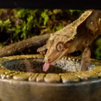 エキゾテラ「アステカウォーターディッシュ（Aztec Water Dish）」の画像2