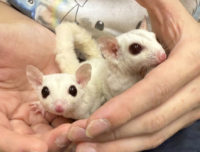 フクロモモンガ　ヤング♂2匹（リューシ＆クリミノ）超懐っこいです♪の画像4