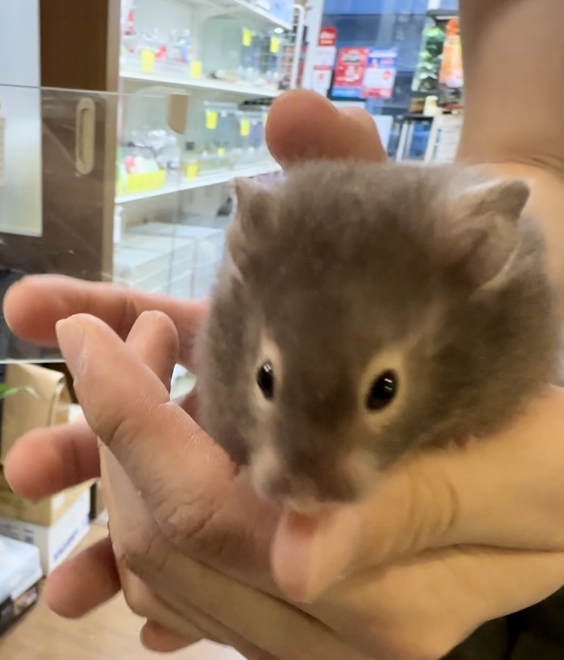 ◇【ゴールデンセーブル】アメリカンセーブル イエローテン FURコート◇ ◇【ゴールデンセーブル】アメリカンセーブル イエローテン FURコート