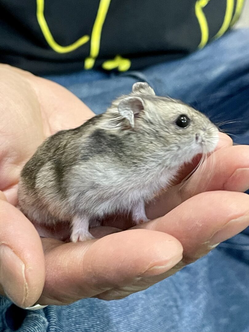 超可愛い ジャンガリアンハムスターのノーマル♂ | ピュアアニマル