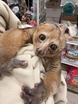 ベタ馴れ ポト（国内CB）の男の仔