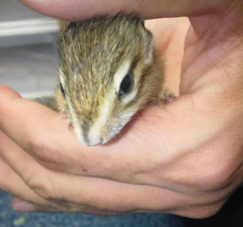 シマリス 22年春生まれの新生児 一般販売 ピュアアニマル