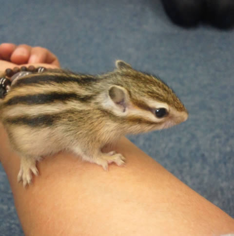 シマリス 22年春生まれの新生児 一般販売 ピュアアニマル