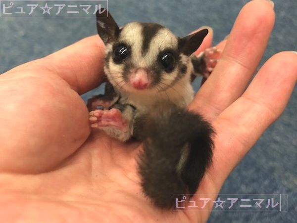 フクロモモンガベビー(2022年4月22日入荷の新生児)♪のメイン画像