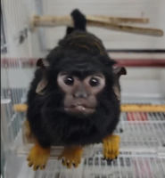 アカテタマリンの画像2
