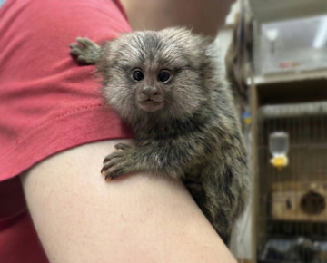 国産コモンマーモセット（ベビー）｜当店生まれ・大田区のピュア☆アニマルでお迎え相談