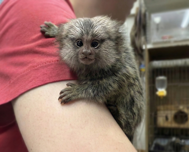 腕にしがみつくコモンマーモセットのベビー(表情がよく分かる)