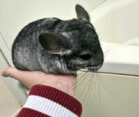 チンチラ（スタンダードグレー）オス｜2026年1月14日生まれ・国産・税込35,000円 | ピュア☆アニマルの画像2