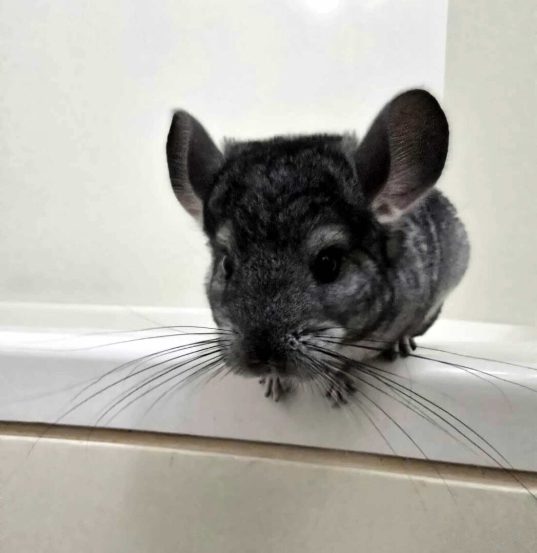 チンチラ（スタンダードグレー）オス｜2026年1月14日生まれ・国産・税込35,000円 | ピュア☆アニマルのメイン画像