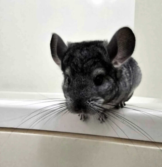 チンチラ（スタンダードグレー）オス｜2026年1月14日生まれ・国産・税込35,000円 | ピュア☆アニマルのメイン画像