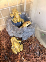 ミヤコヒキガエル（ヤングアダルト）の画像1