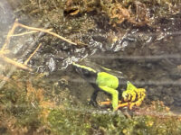 バロンアデガエルの画像1