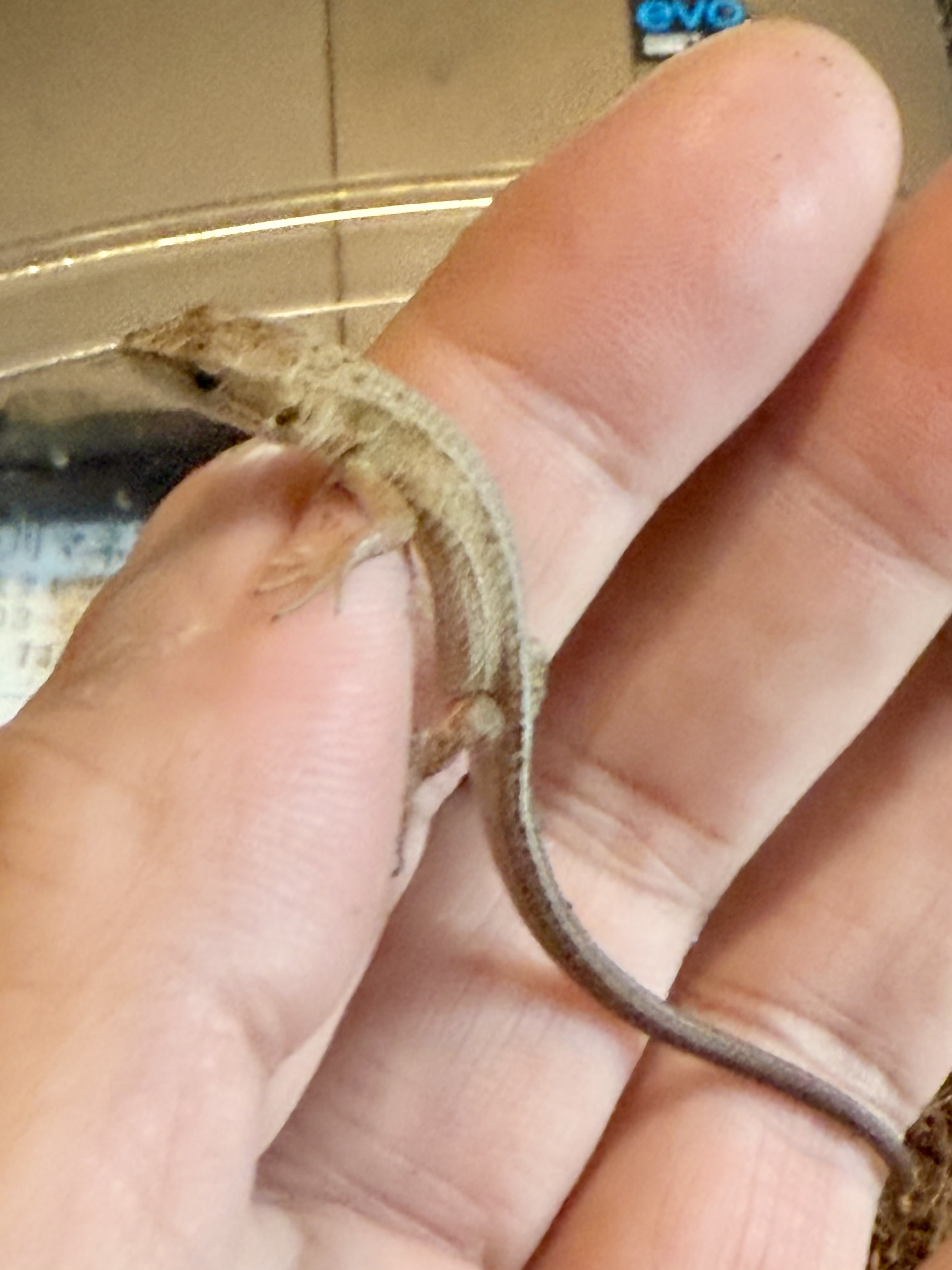 Takydromus_tachydromoides