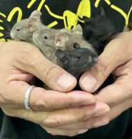 チョコレートデグー(3月10日生まれ)超懐っこいです♪の画像1
