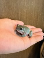 イエアメガエル の画像2