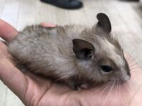 パイドデグー(6月28日生まれのベビー♀)超懐っこいです♪の画像1