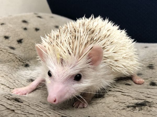 ハリネズミ（国産ベビー：ホワイトフェイス♂）超懐っこいです