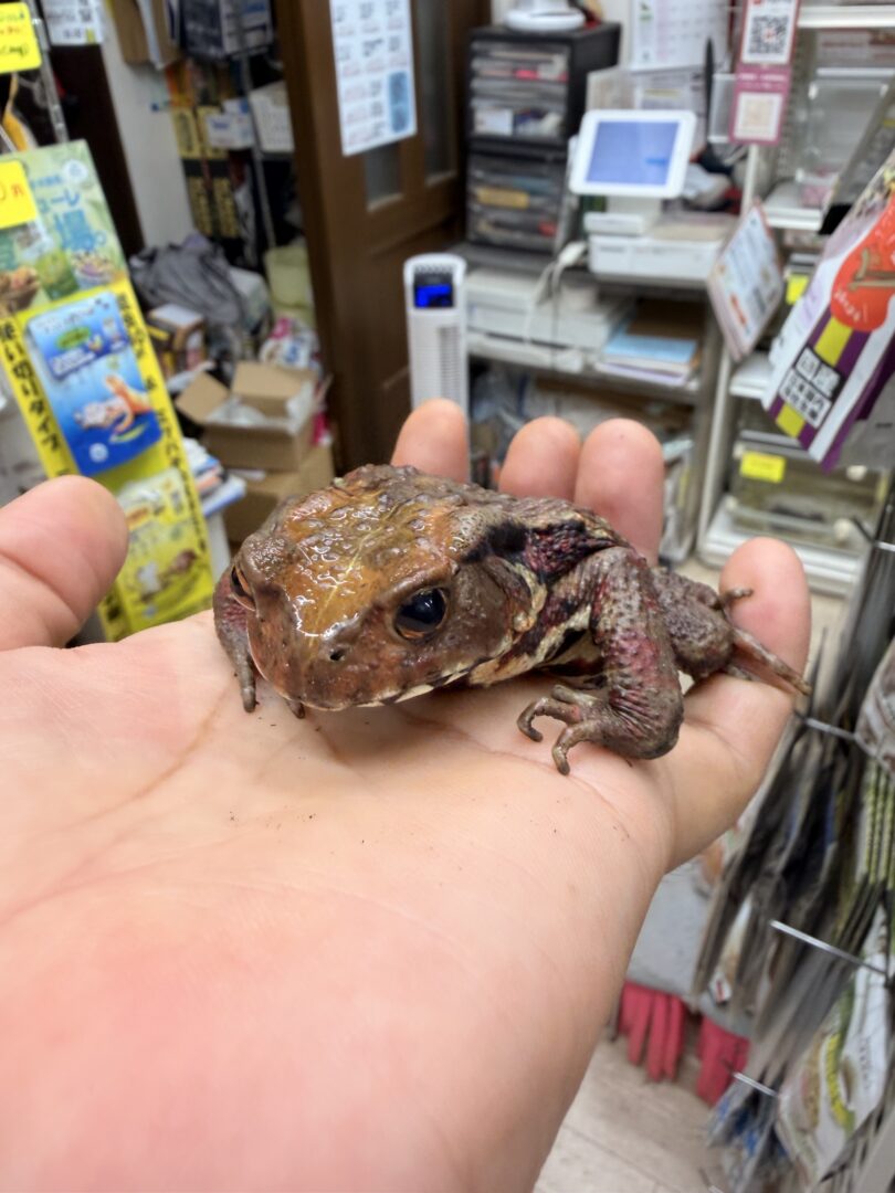 二ホンヒキガエルのメイン画像