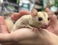 フクロモモンガの画像4