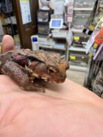 二ホンヒキガエルの画像3