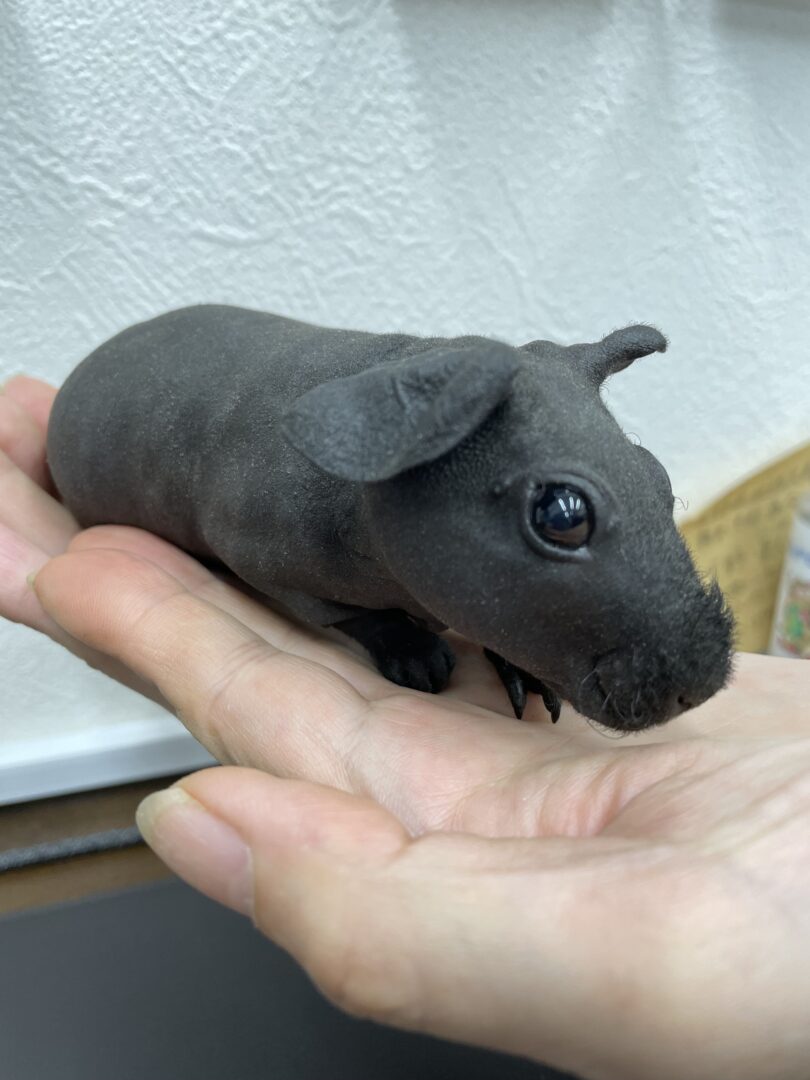 スキニーギニアピッグのメイン画像