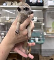 ミーアキャットベビー♀（2026年5月産まれ）超べた馴れ♪の画像5