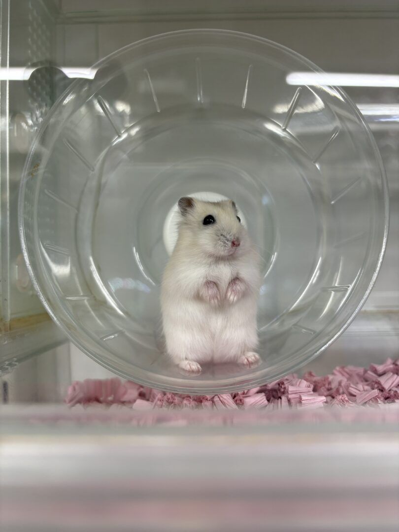 初心者にも飼いやすい ジャンガリアンハムスター ベビー（イエロープディング）｜ピュア☆アニマルのメイン画像