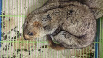 ヒマラヤマーモットのご予約注文を開始しました！の画像