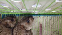 【販売中】ヒマラヤマーモットの飼育・お迎えはピュアアニマルへの画像1