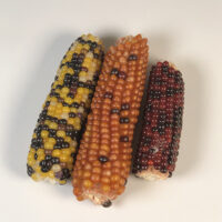 インディアンコーン　お徳用！！700ｇの画像1