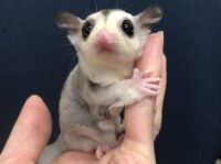 モザイクベビー(ホワイトテール)♀の画像1