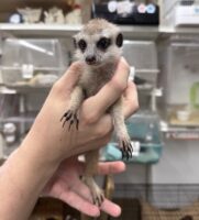 ミーアキャットベビー♀（2026年5月産まれ）超べた馴れ♪の画像3