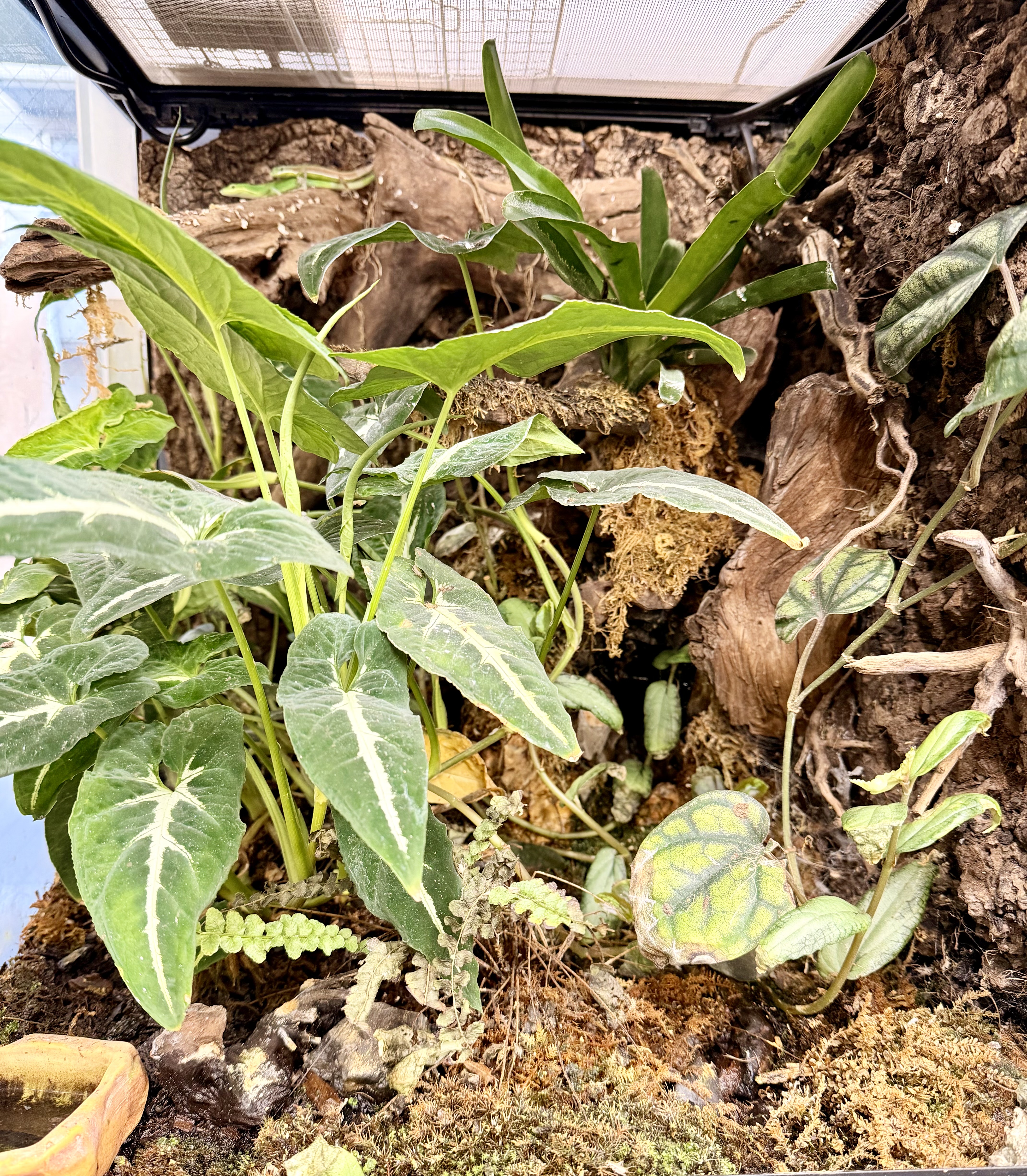 自然レイアウト例：植物と流木を組み合わせたビバリウム風レイアウト