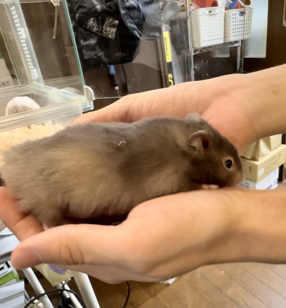 ゴールデンハムスターのセーブルロング♂ | ピュアアニマル