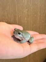 イエアメガエル の画像1