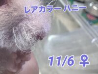 レックス（Rex）｜縮れ毛ロングヘア・希少シリアン【ピュア☆アニマル】の画像7